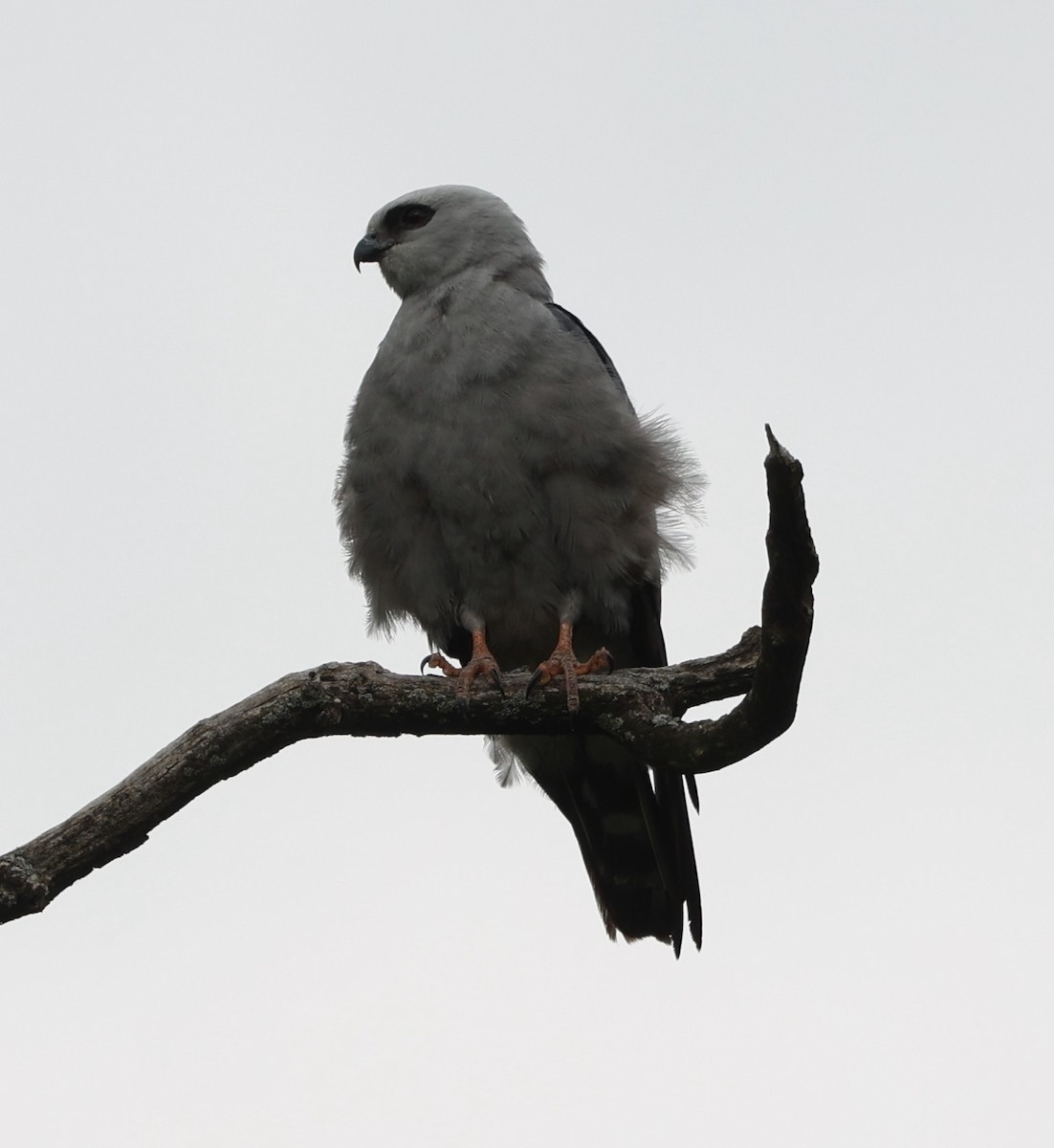 Mississippi Kite - ML620231628