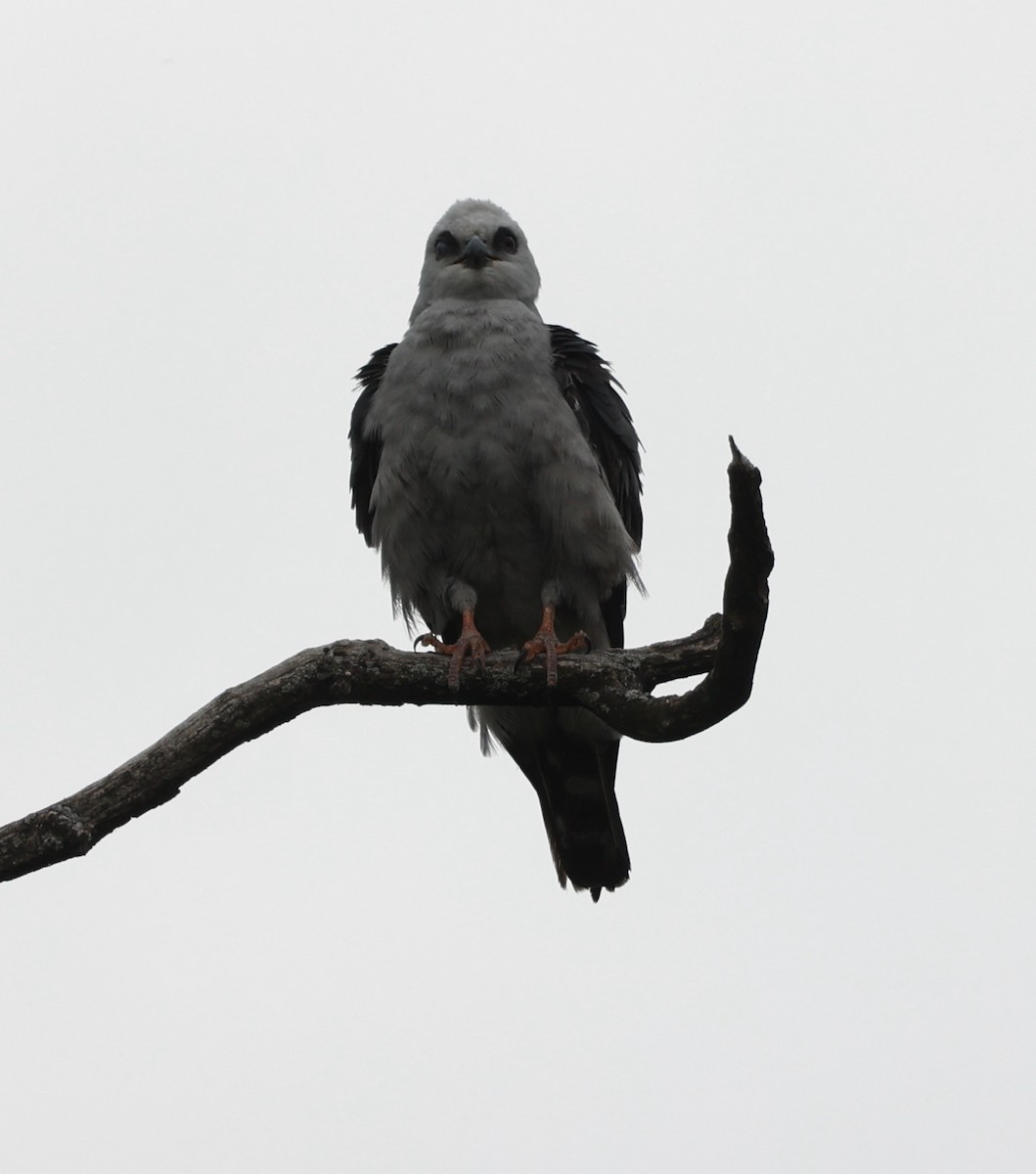 Mississippi Kite - ML620231629