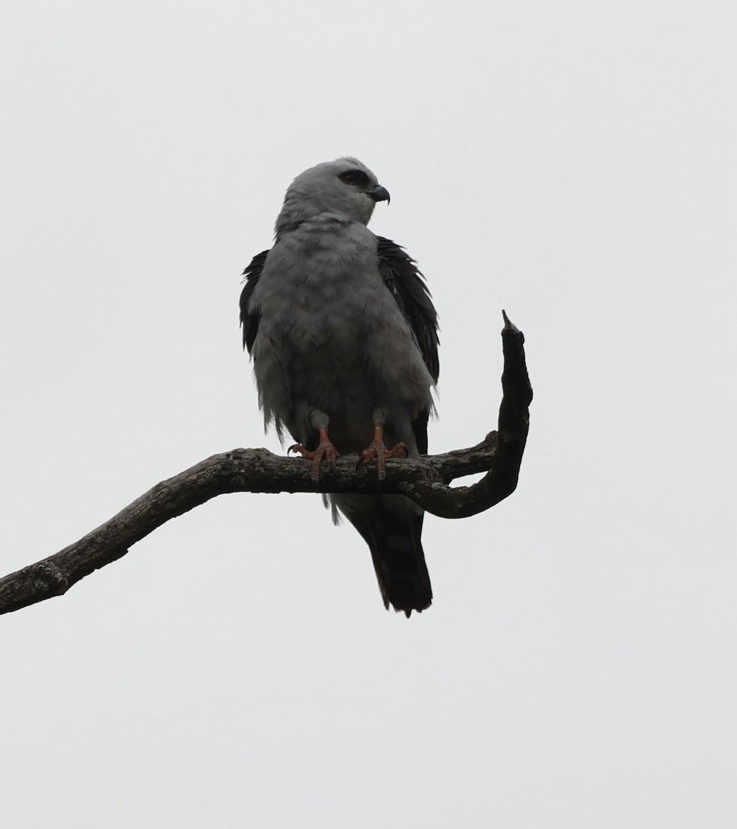 Mississippi Kite - ML620231630