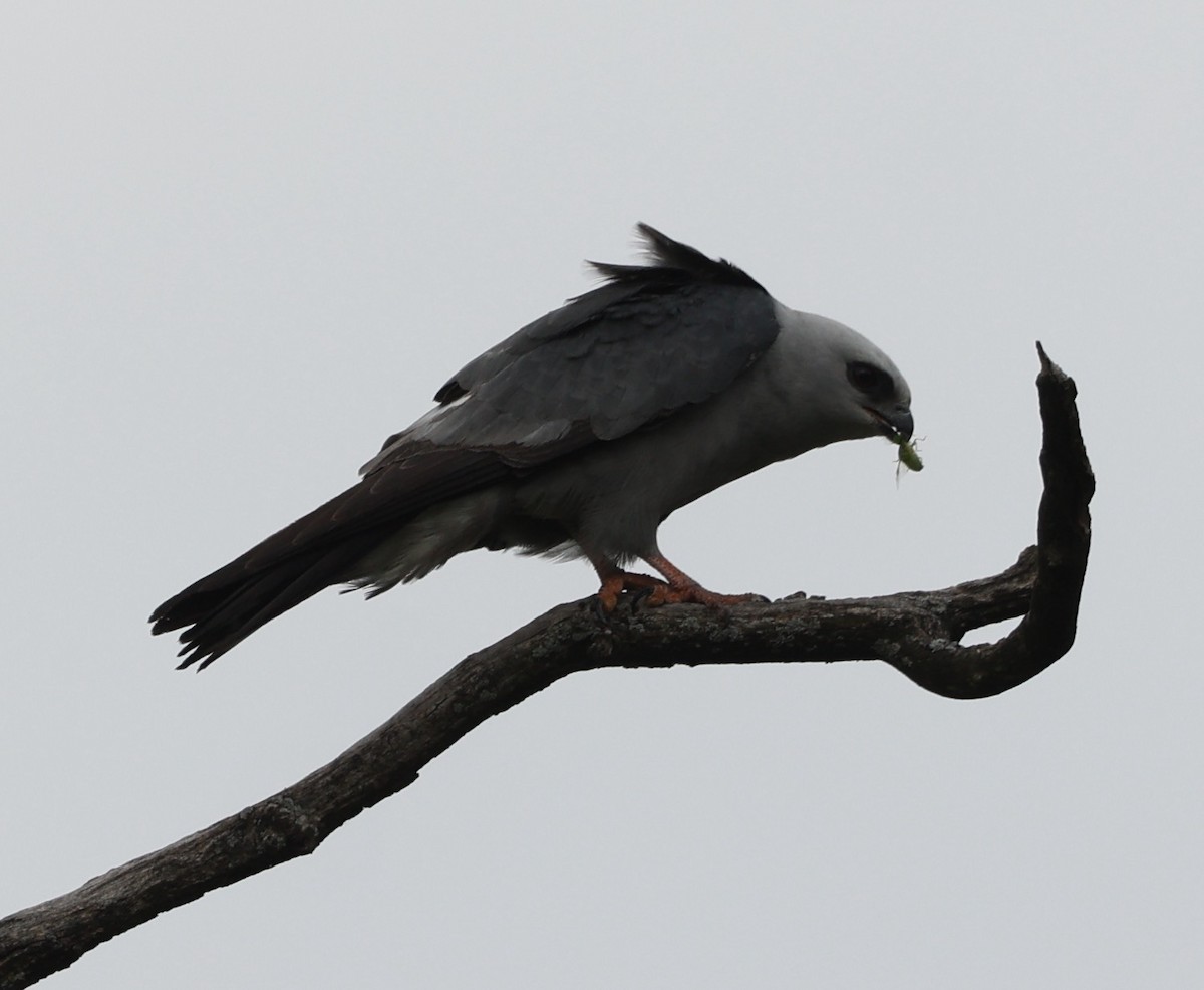 Mississippi Kite - ML620231631