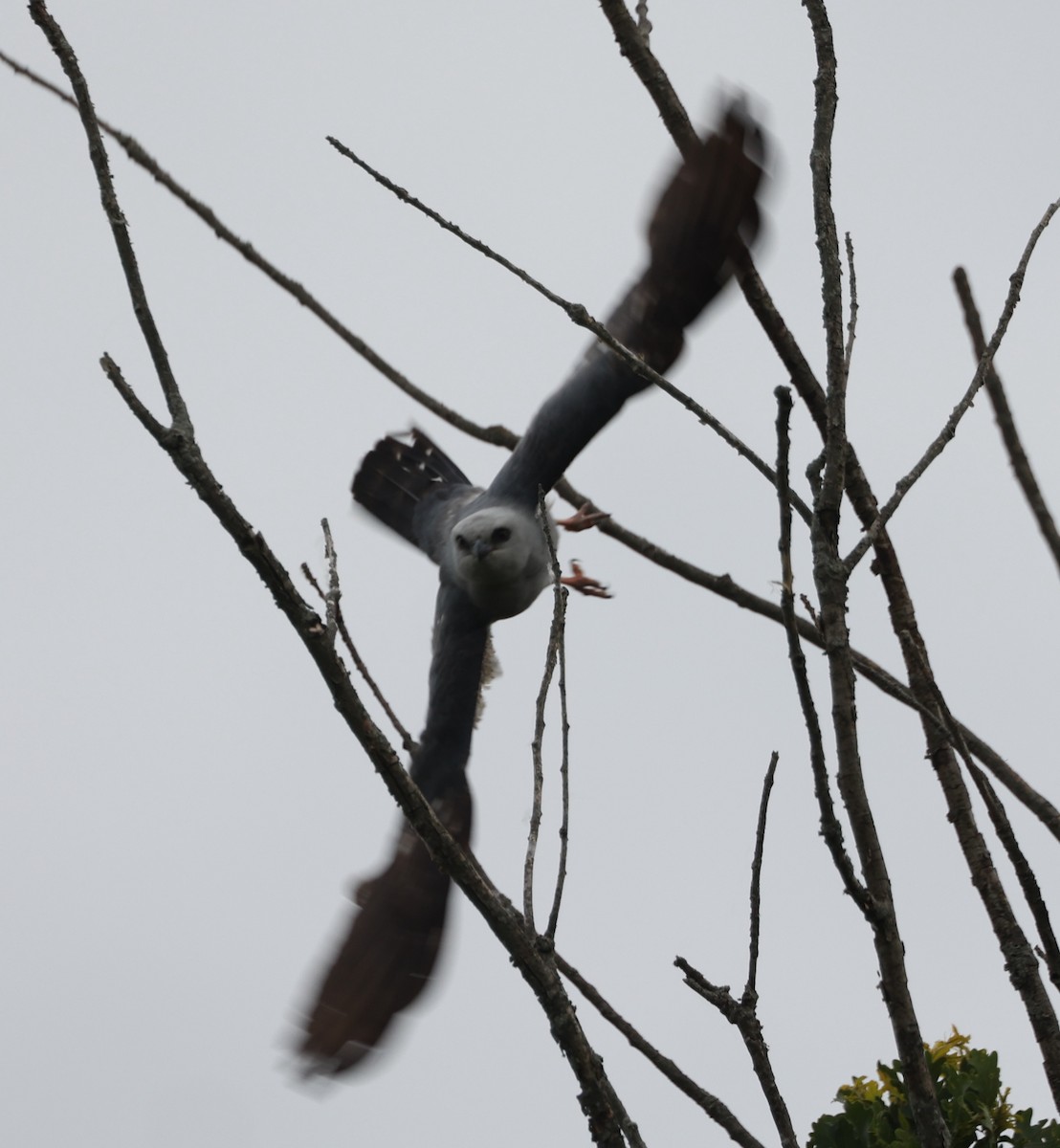 Mississippi Kite - ML620231632