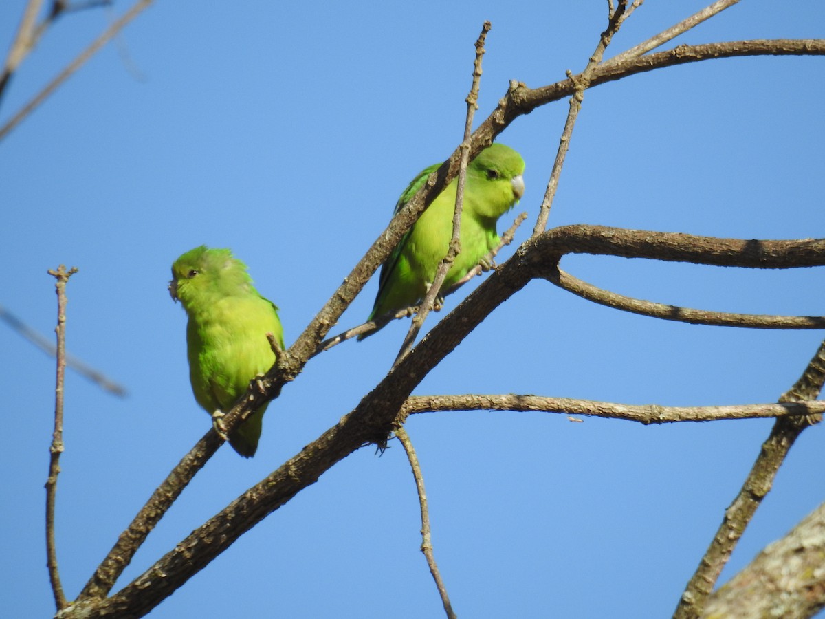 Cobalt-rumped Parrotlet - ML620231635