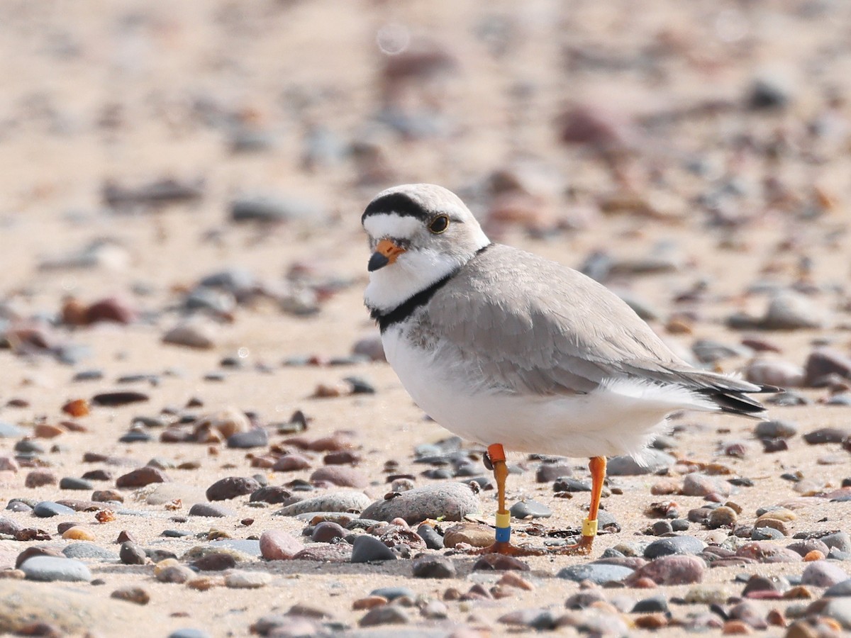Piping Plover - ML620231641