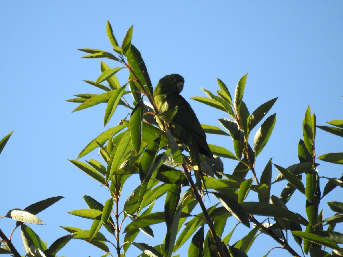 White-eyed Parakeet - ML620231642