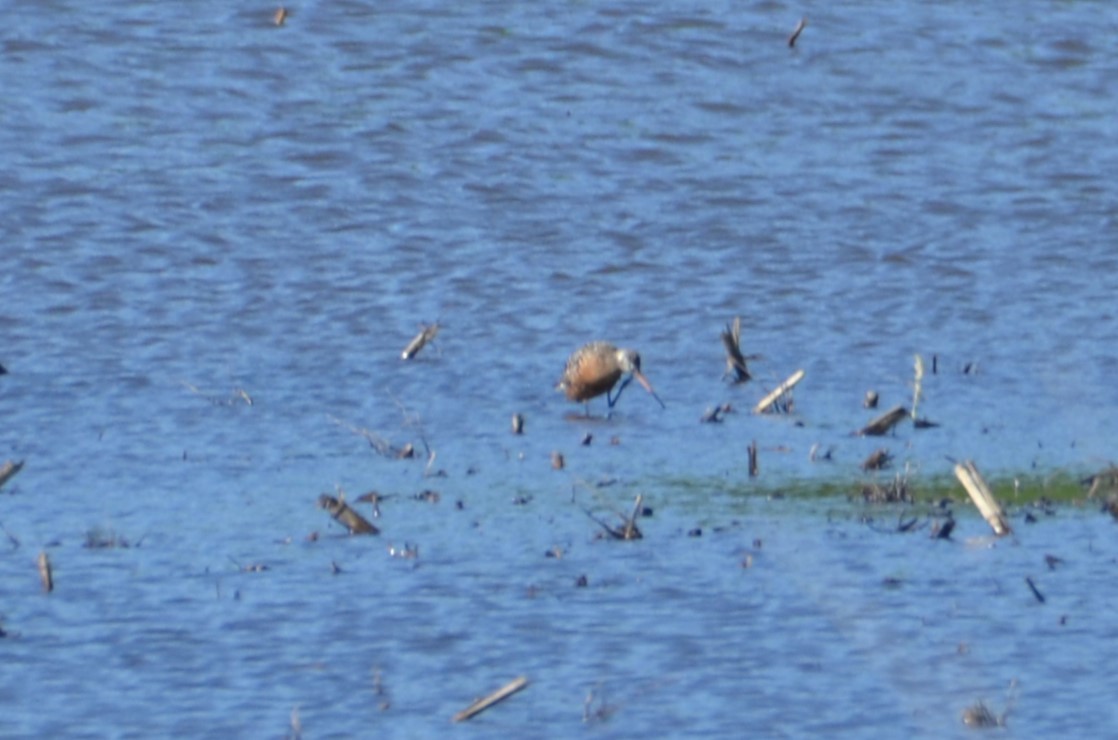 Hudsonian Godwit - ML620231645