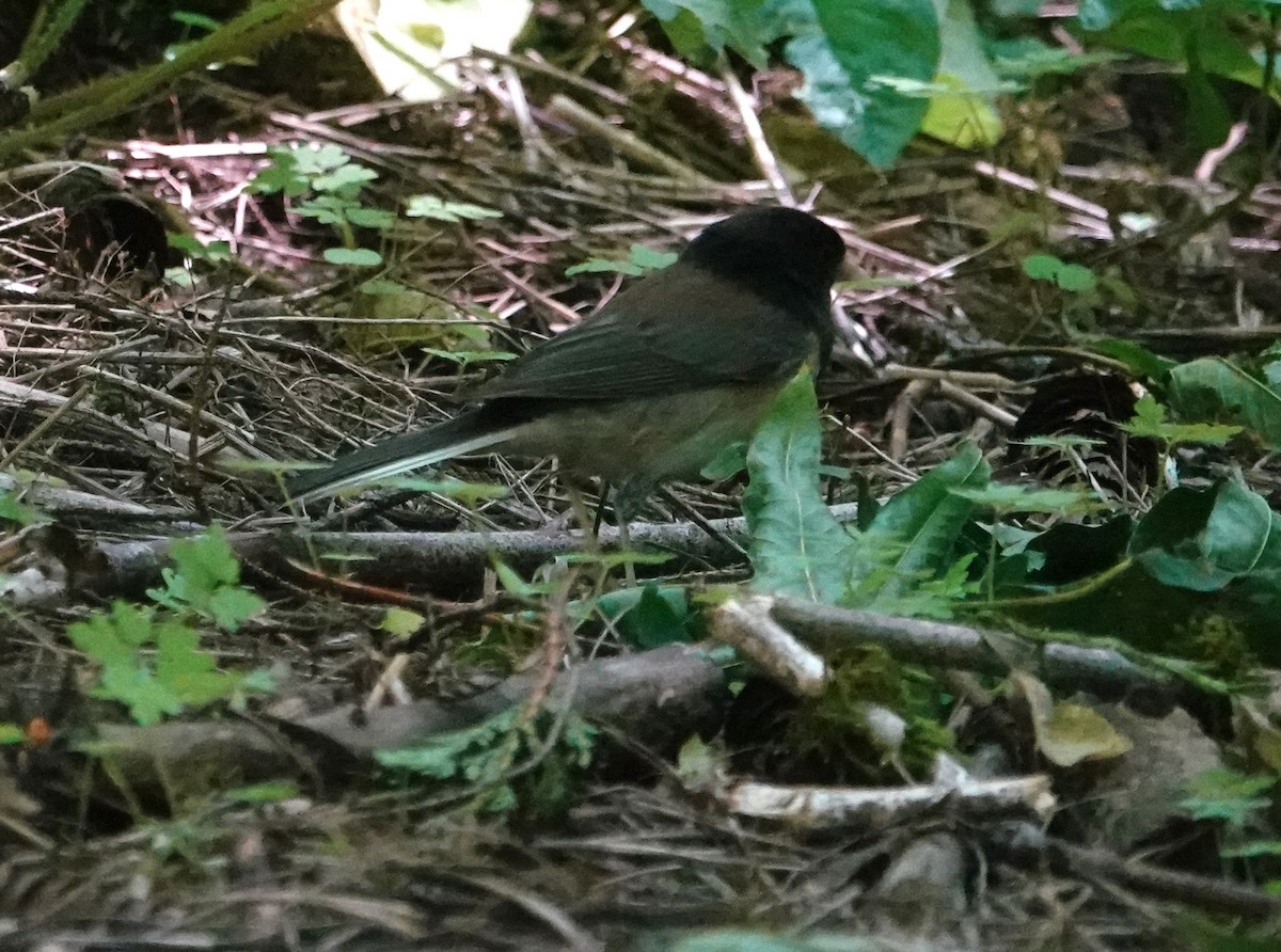 Dark-eyed Junco (Oregon) - ML620231647