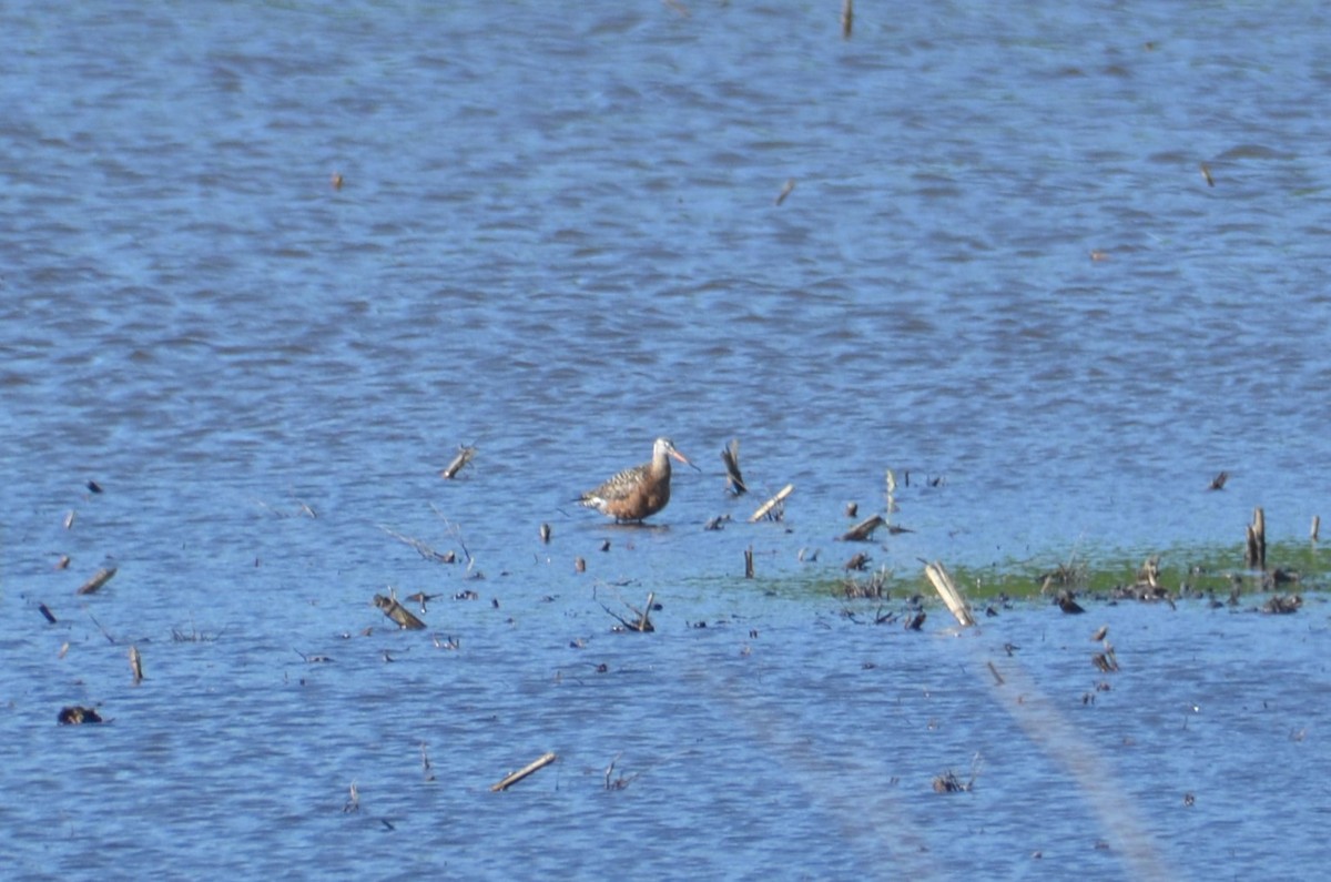 Hudsonian Godwit - ML620231650