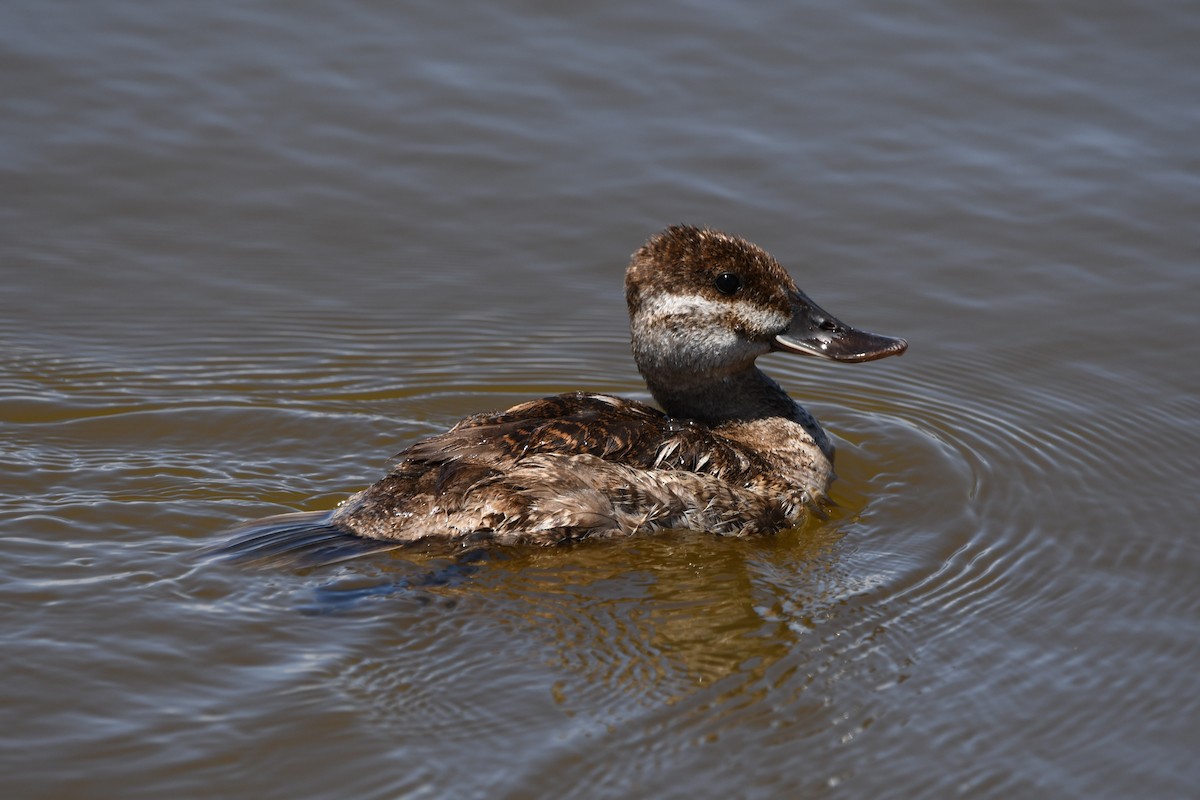 Ruddy Duck - ML620231657