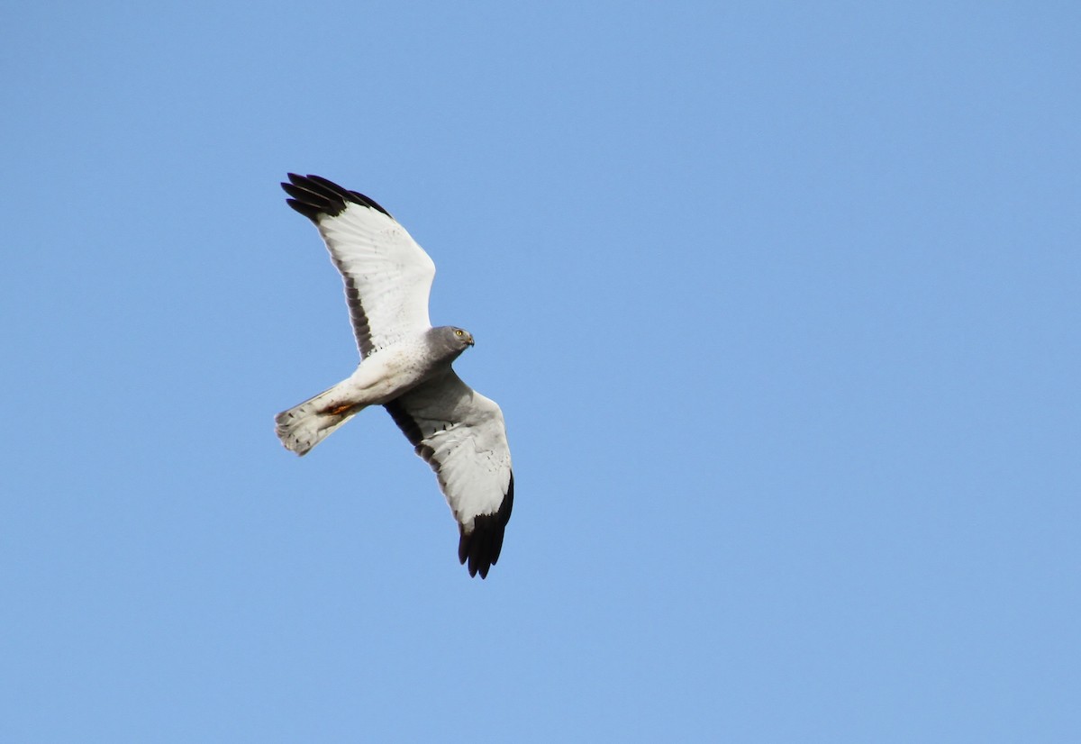 Northern Harrier - ML620231666