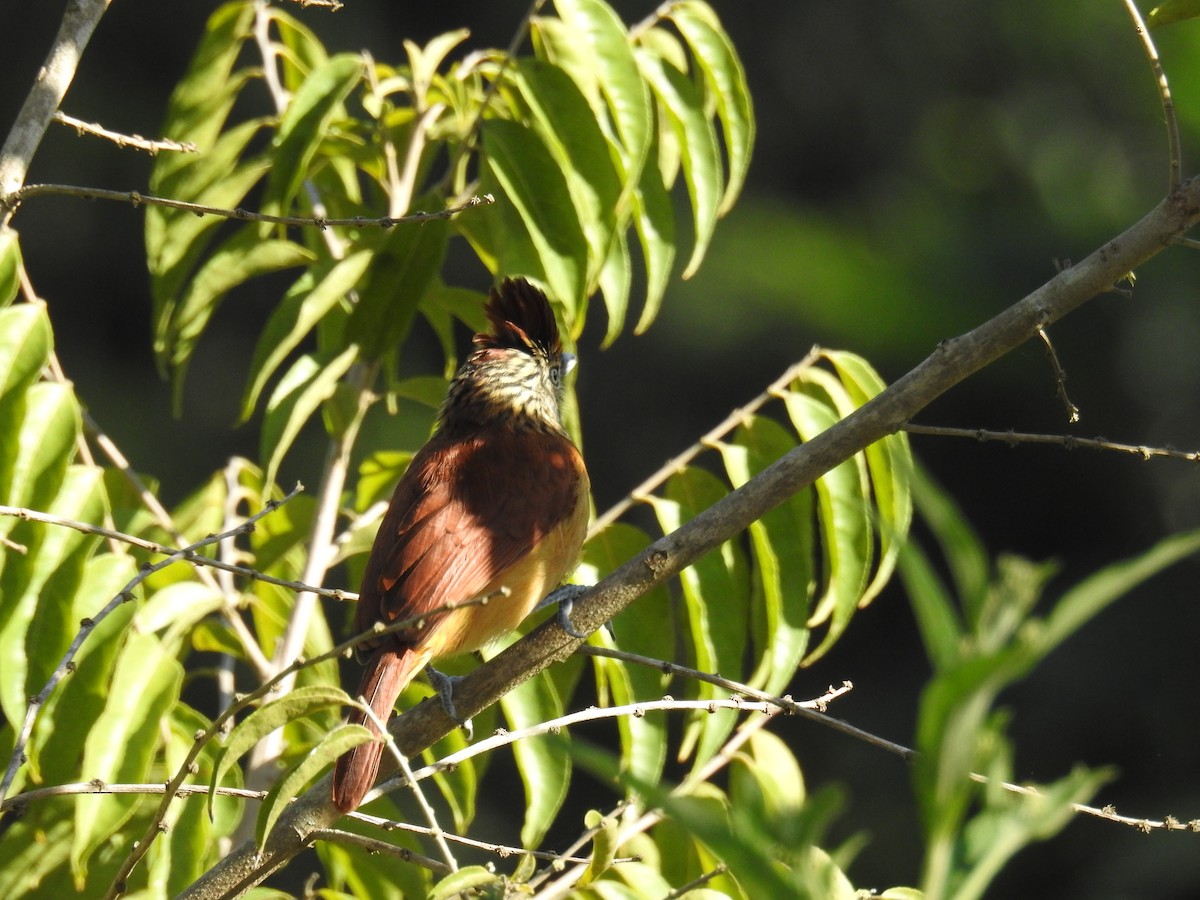 Barred Antshrike - ML620231670