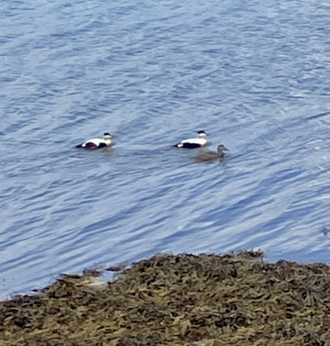 Common Eider - ML620231681