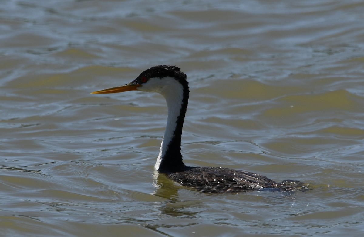 Western Grebe - ML620231689