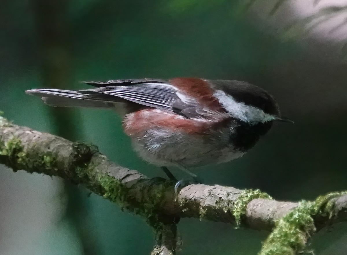 Chestnut-backed Chickadee - ML620231694