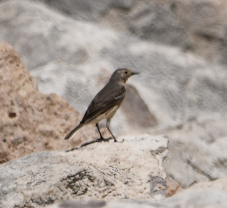 American Pipit - ML620231696