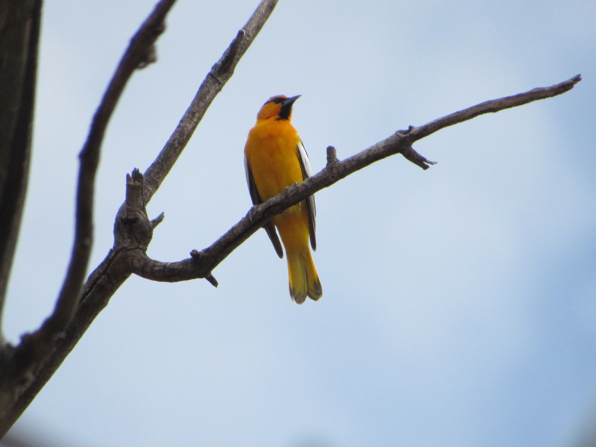 Bullock's Oriole - ML620231699