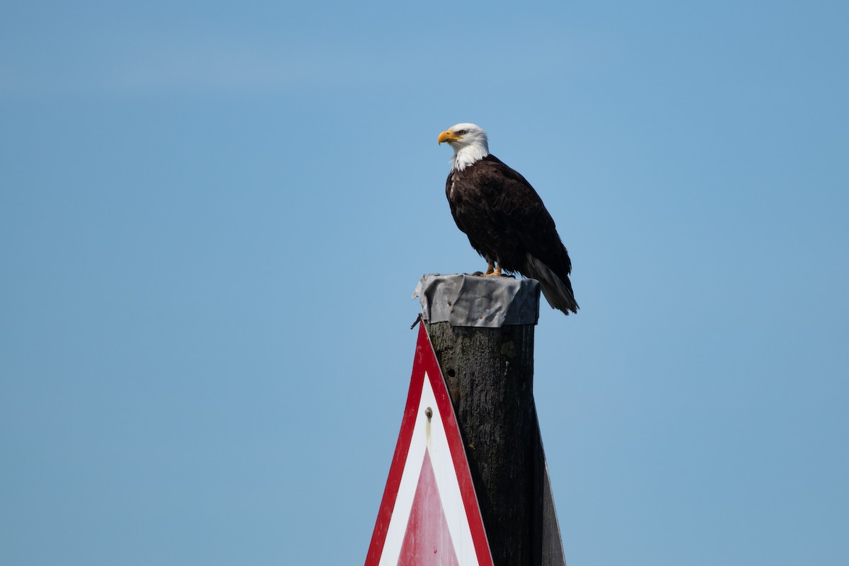 Weißkopf-Seeadler - ML620231700