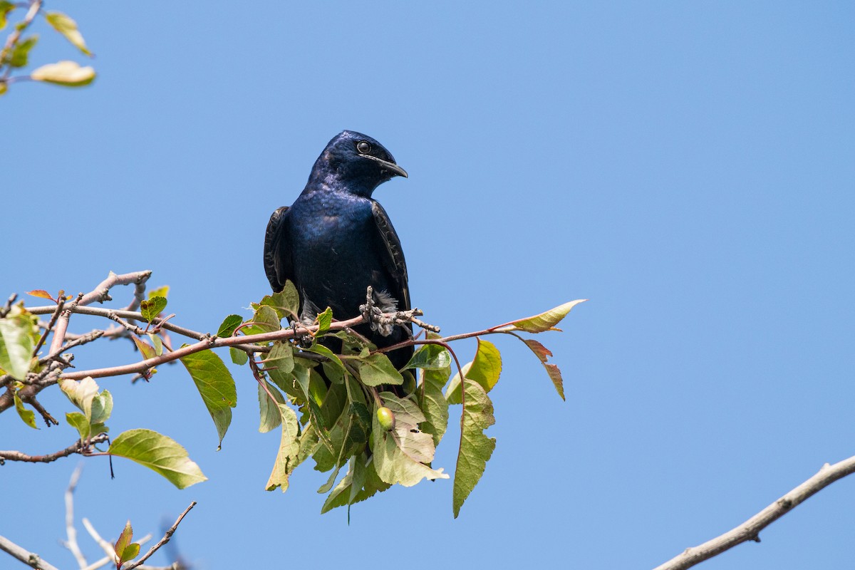 Purple Martin - ML620231707