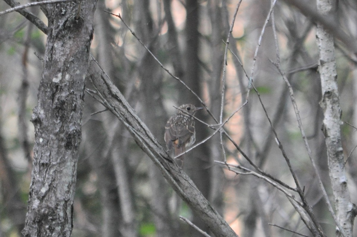 Hermit Thrush - ML620231715