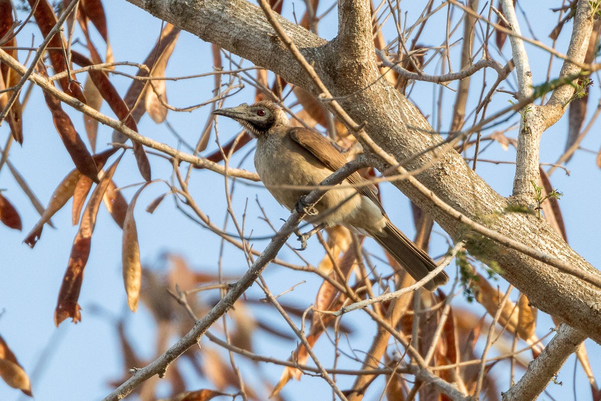 Helmeted Friarbird (Tenggara) - ML620231718