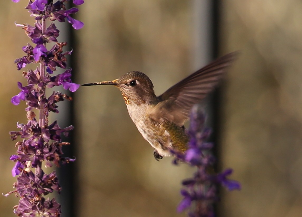 hummingbird sp. - ML620231725