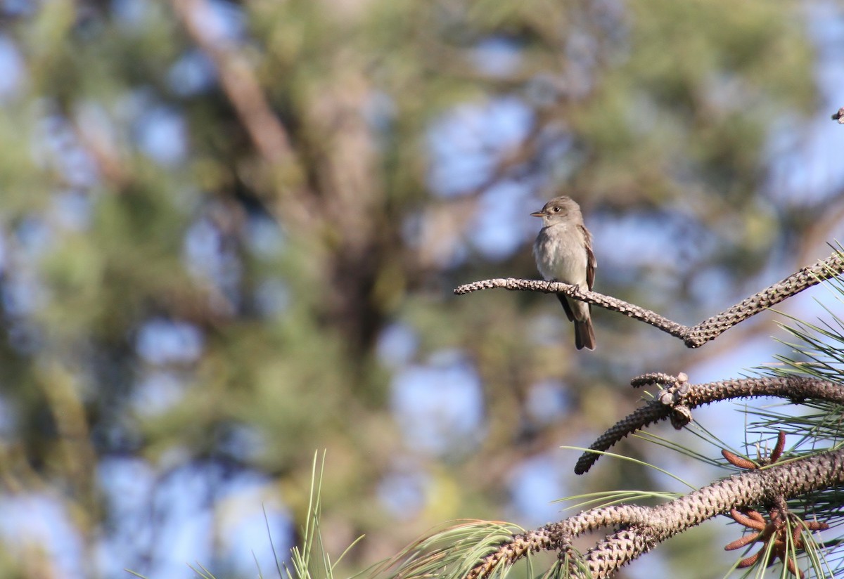 Western Wood-Pewee - ML620231735