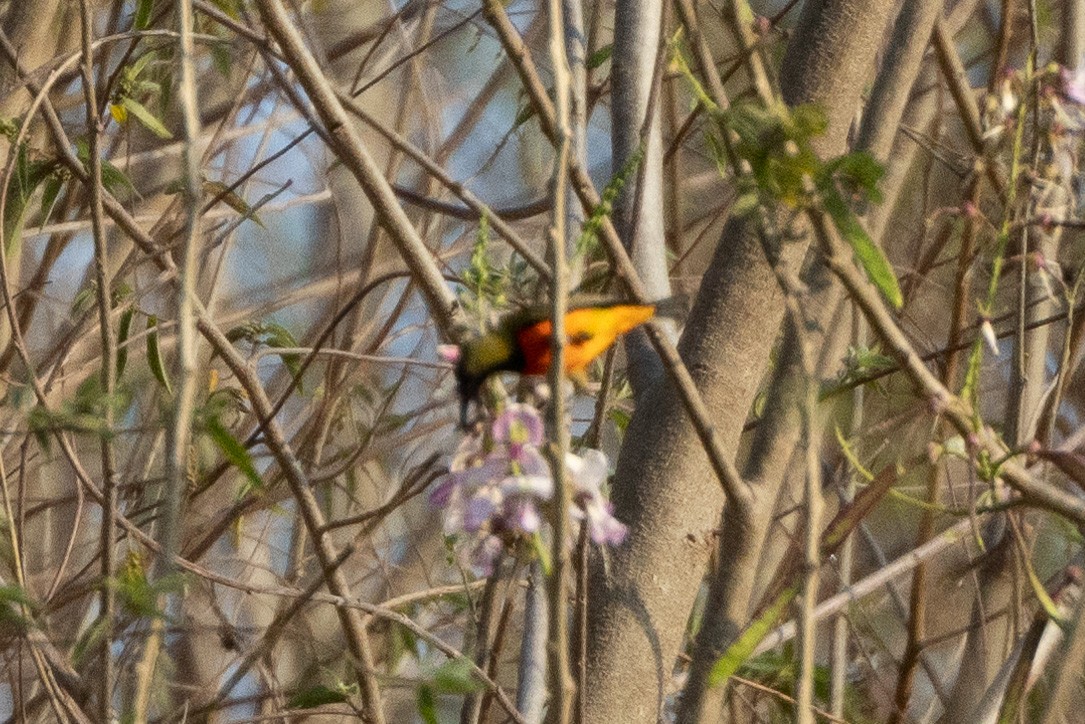 Flame-breasted Sunbird - ML620231736