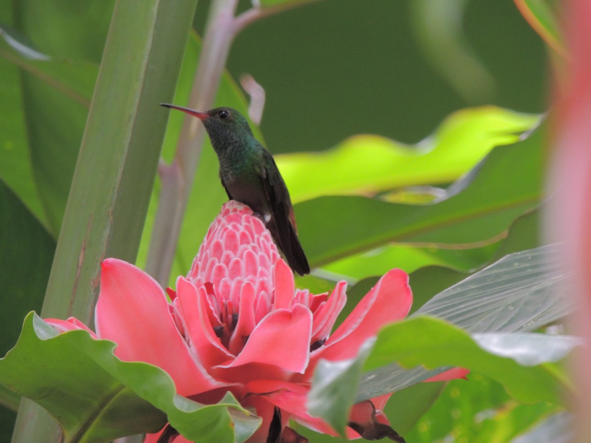 Rufous-tailed Hummingbird - ML620231739