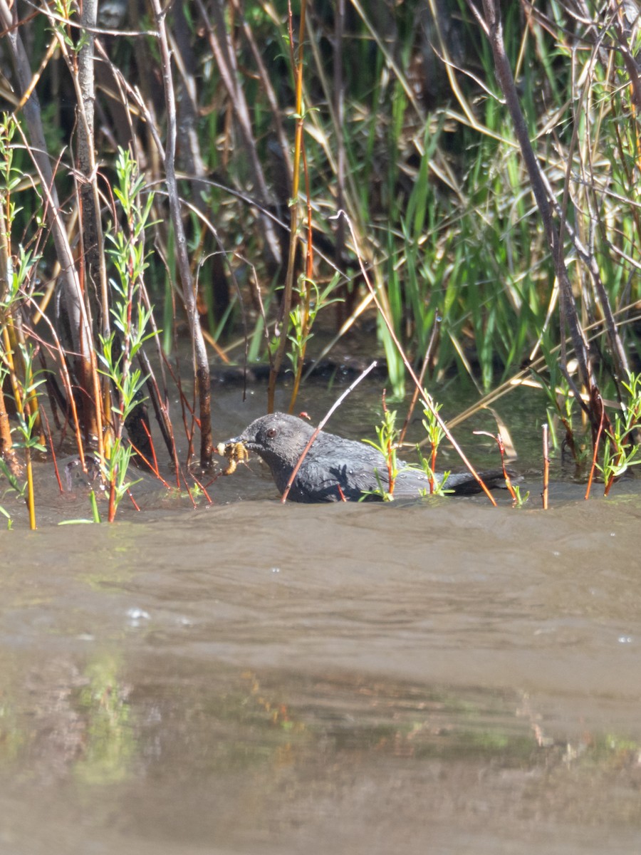 American Dipper - ML620231740