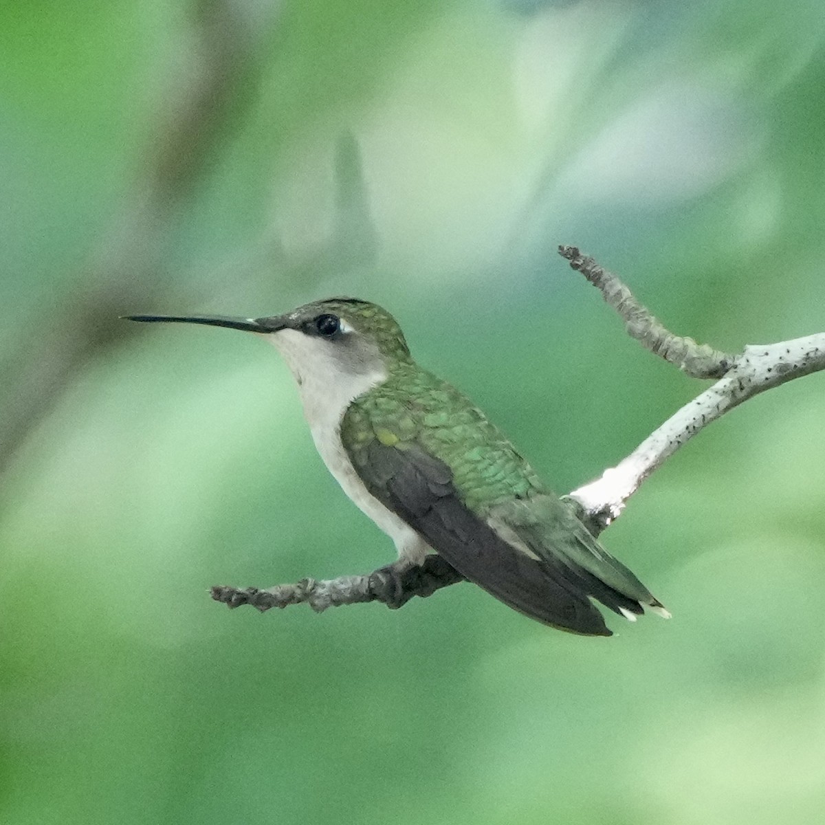 Colibri à gorge rubis - ML620231741