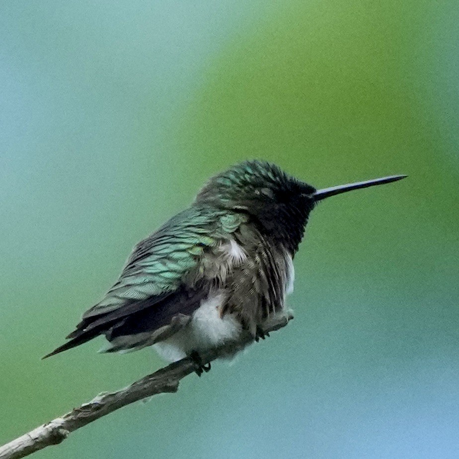 Ruby-throated Hummingbird - Charlene Fan