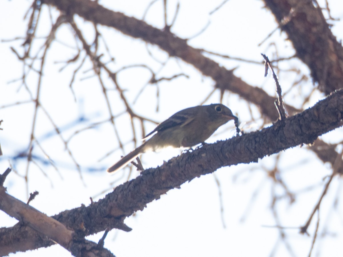 Western Flycatcher - ML620231744