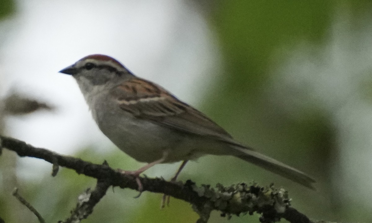 Chipping Sparrow - ML620231746