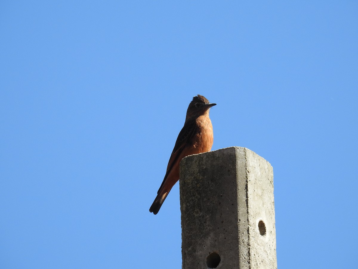 Cliff Flycatcher - ML620231755