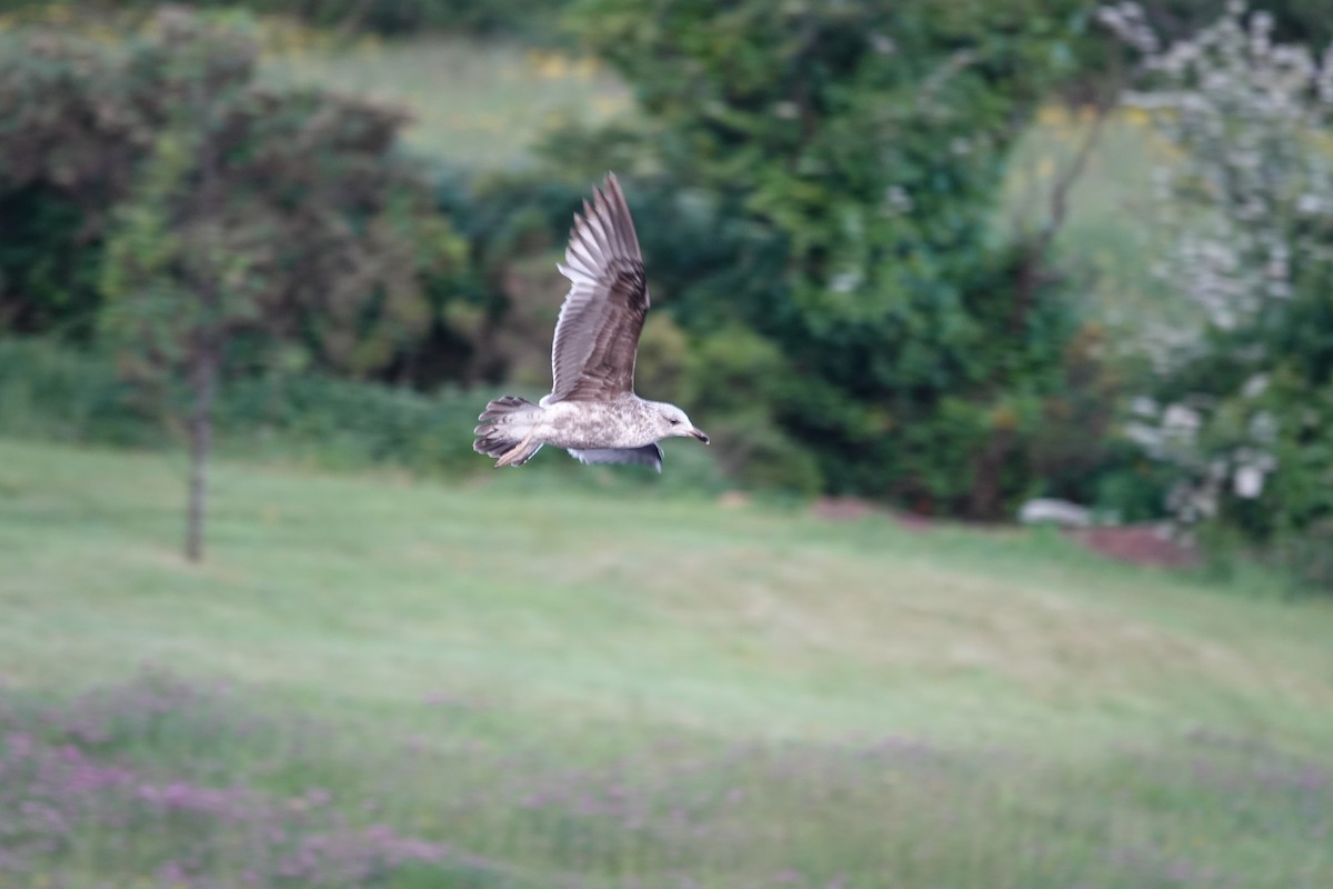 Herring Gull - ML620231760