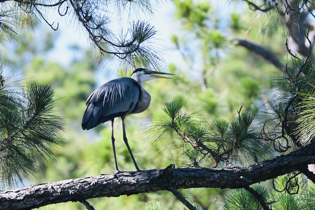 Great Blue Heron - ML620231761