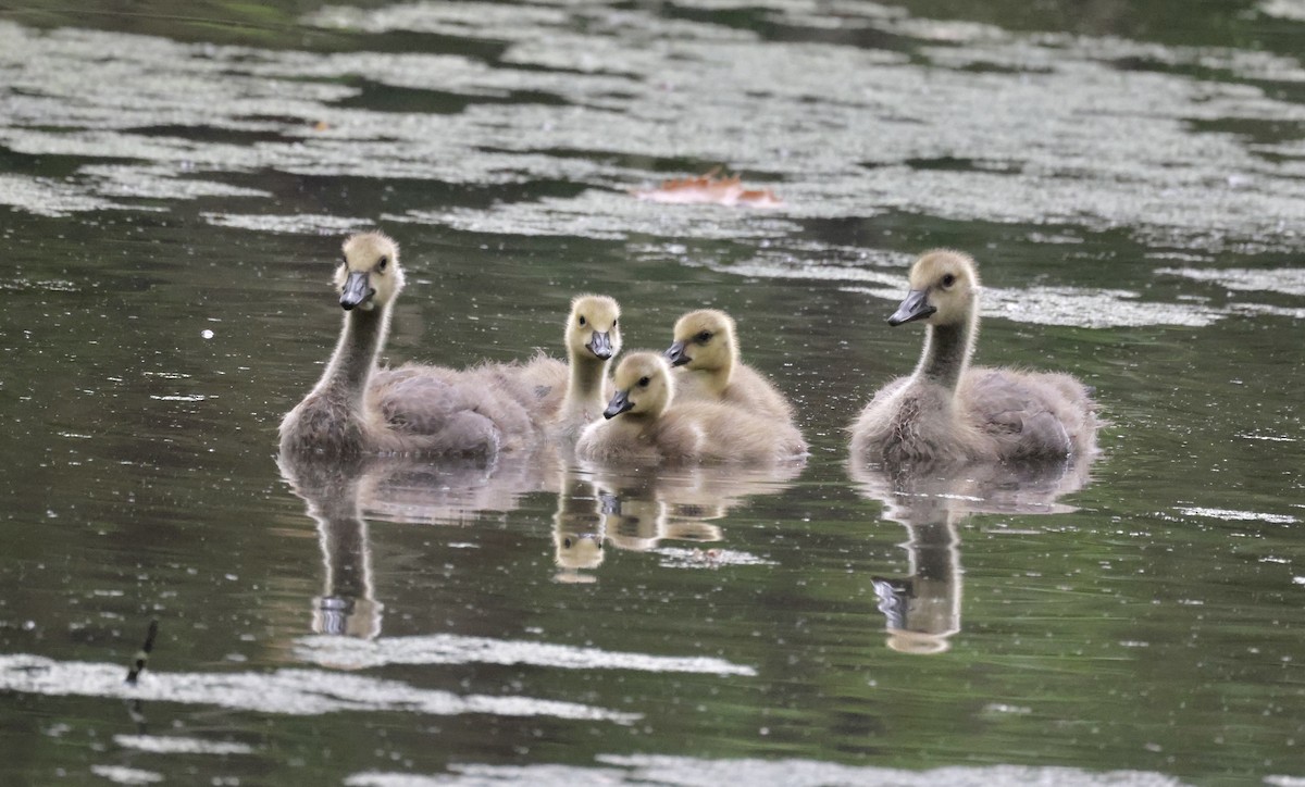 Canada Goose - ML620231765