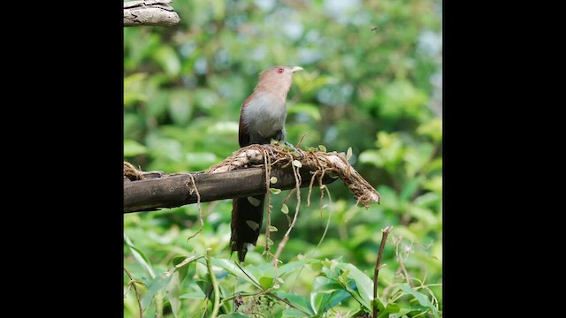 Squirrel Cuckoo - ML620231773