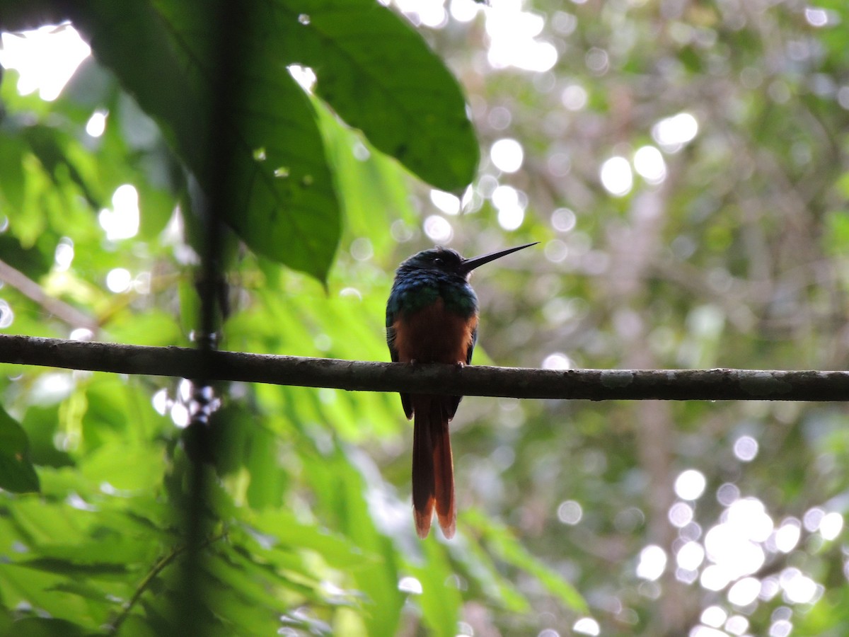 Jacamar à queue rousse - ML620231781