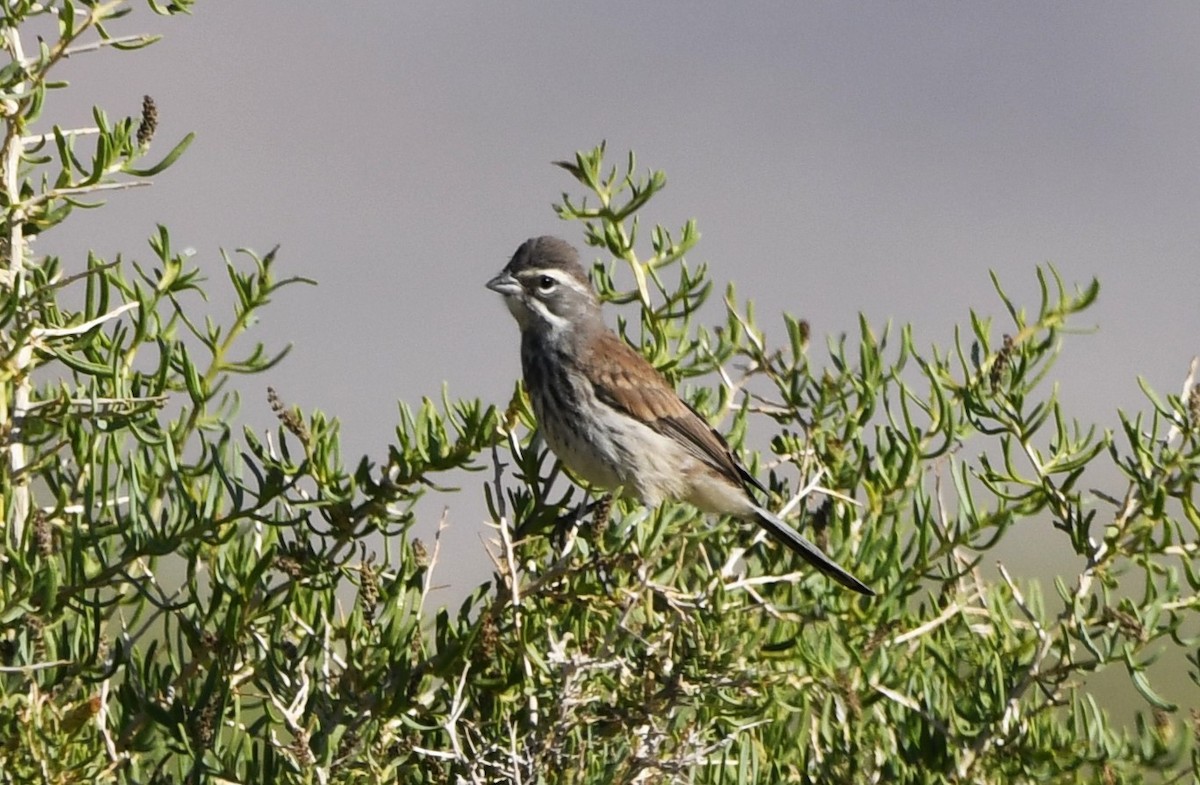 Black-throated Sparrow - ML620231783