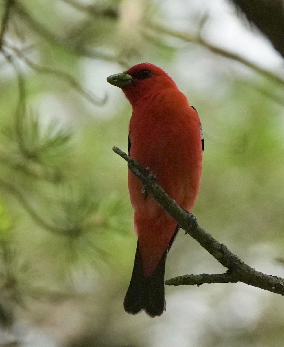 Scarlet Tanager - ML620231793