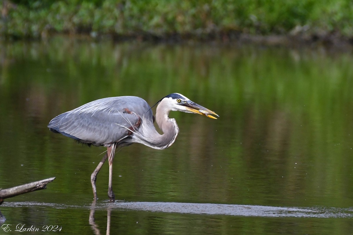 Great Blue Heron - ML620231803