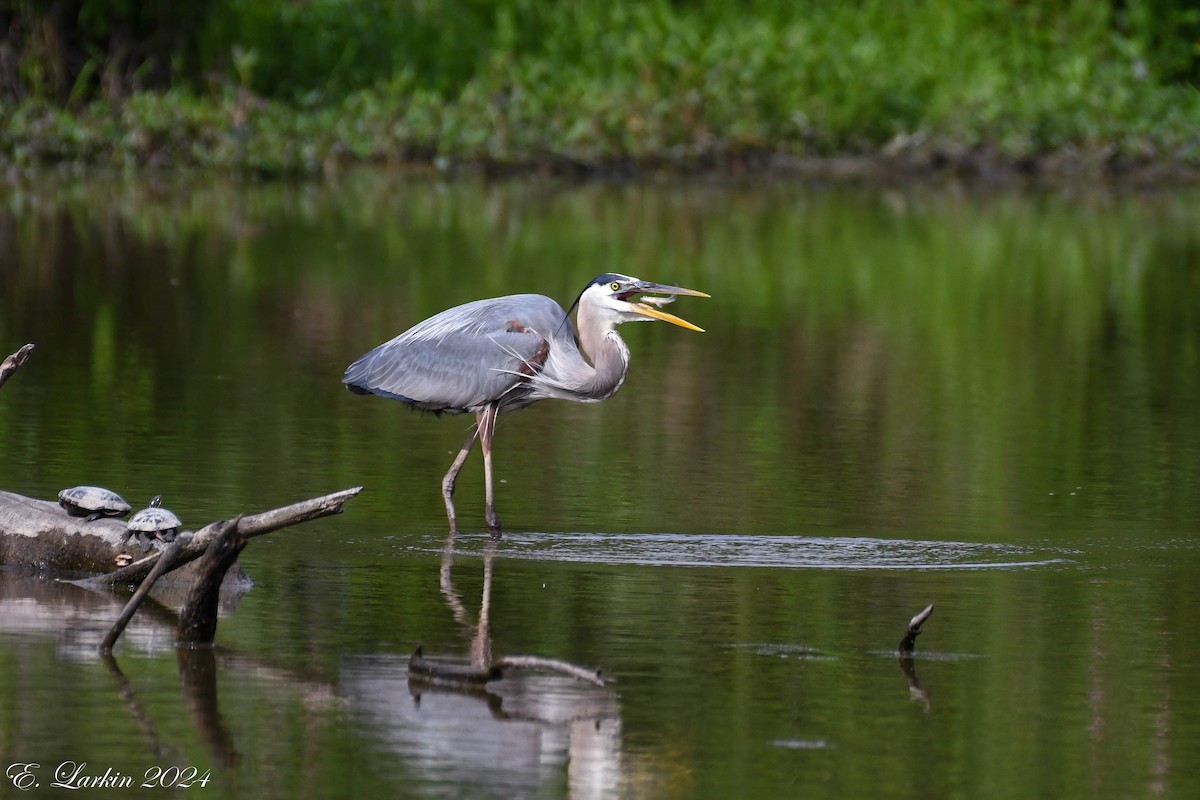 Great Blue Heron - ML620231808