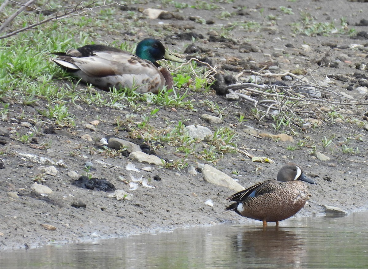 Blue-winged Teal - ML620231809