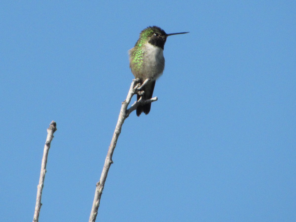 Black-chinned Hummingbird - ML620231812