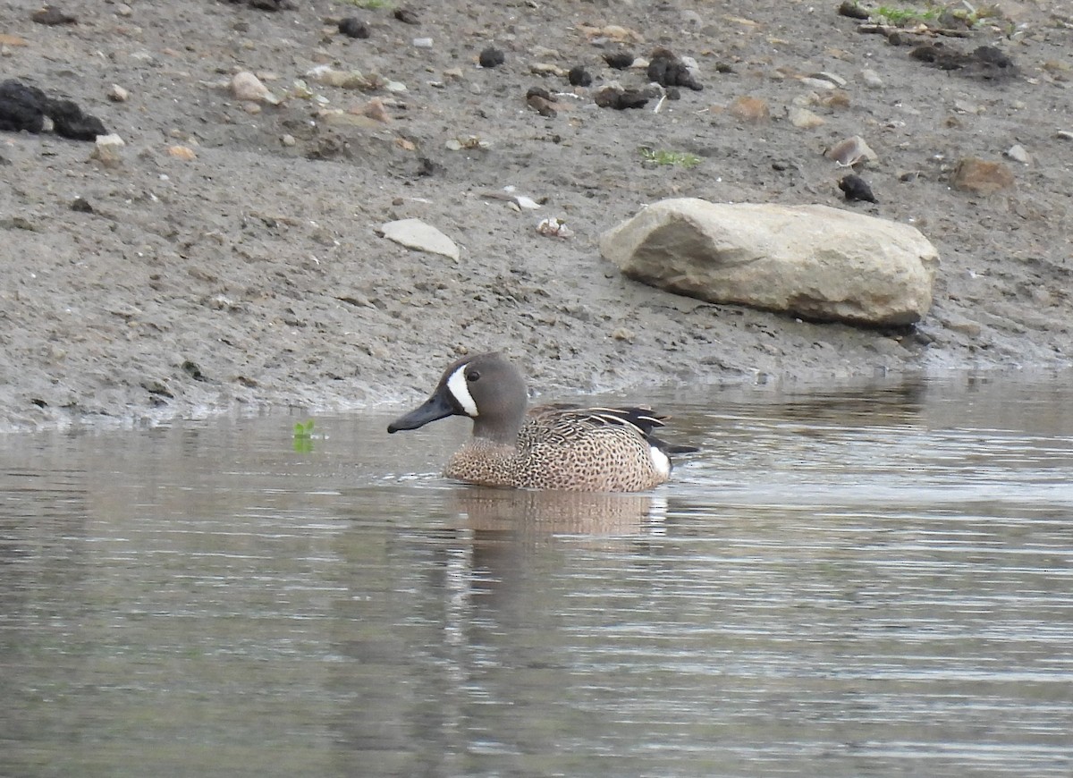 Blue-winged Teal - ML620231815