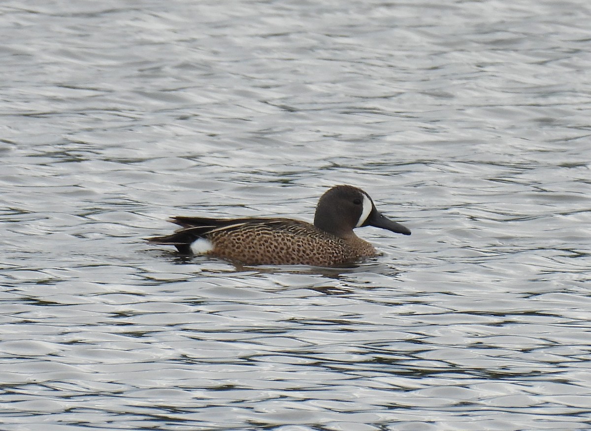 Blue-winged Teal - ML620231816