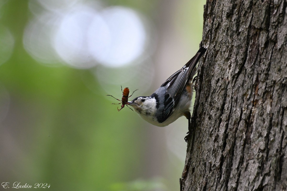 White-breasted Nuthatch - ML620231820