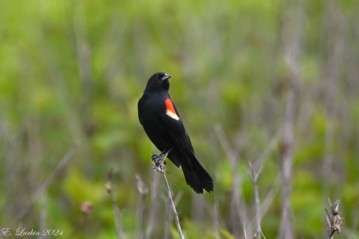 Red-winged Blackbird - ML620231824