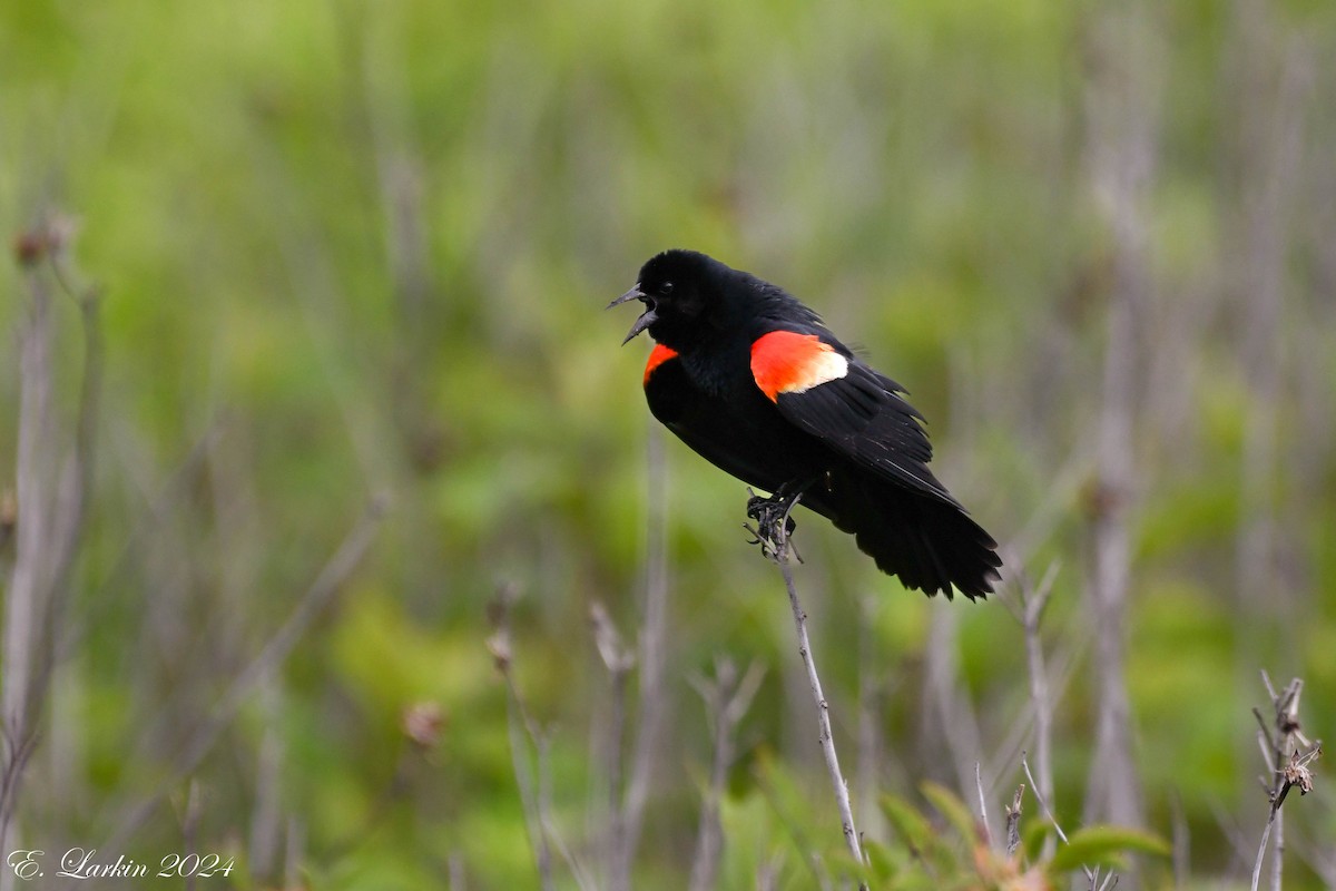 Red-winged Blackbird - ML620231825