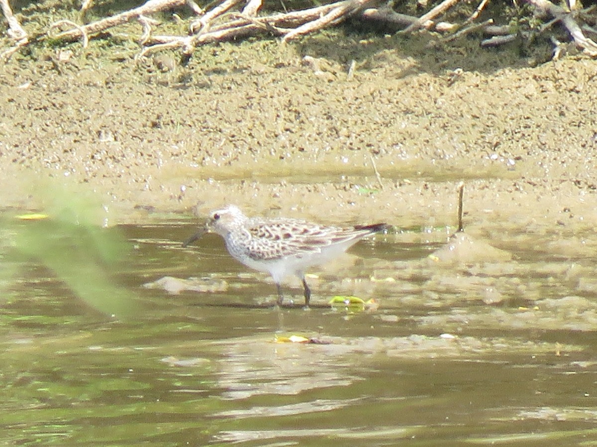 White-rumped Sandpiper - ML620231826